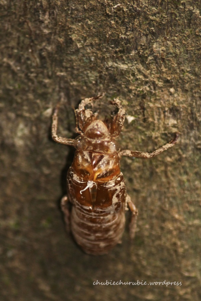 kumbang